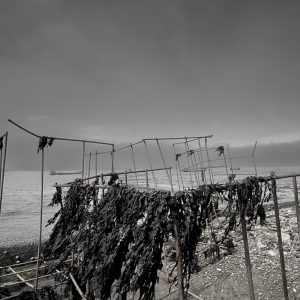 Le Varquez, ses huitres 2