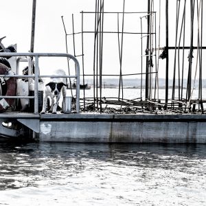 Le Varquez, les huitres 1